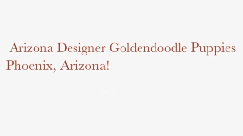 Arizona Designer Goldendoodle Puppies Phoenix, Arizona - Ivory, HD Png Download, Free Download