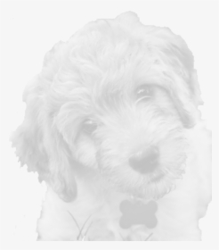 Maltese, HD Png Download, Free Download