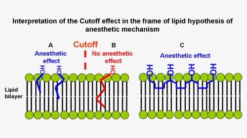 Interpretation Of The Cutoff Effect In The Frame Of - Mechanism Of General Anaesthetics, HD Png Download, Free Download