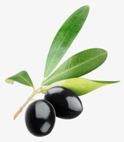 Black Olives Png - Olive Clipart Free, Transparent Png, Free Download