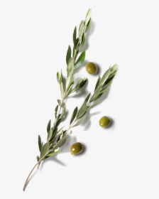 Olive Leaf Extract - Twig, HD Png Download, Free Download