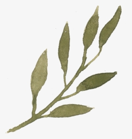 Russian Olive, HD Png Download, Free Download
