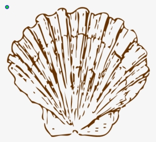 Brown Shell Beach Svg Clip Arts - Coral Shell Clipart, HD Png Download, Free Download