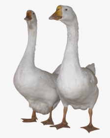 Geese Png, Transparent Png, Free Download