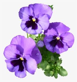 Pansies, Purple, Blooming - Purple Pansies, HD Png Download, Free Download