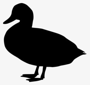 Duck - Duck Svg, HD Png Download, Free Download