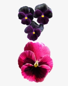 Viola Çiçek, HD Png Download, Free Download