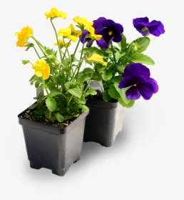 Transparent Pansy Png, Png Download, Free Download