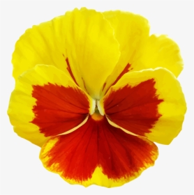 Yellow Pansy Flower Png, Transparent Png, Free Download