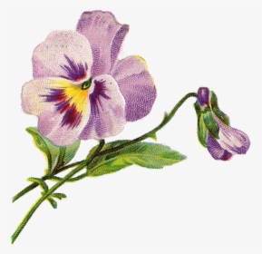 Pansy Illustration, HD Png Download, Free Download