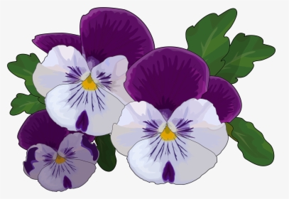 Transparent Pansy Clipart - Pansy Drawing, HD Png Download, Free Download