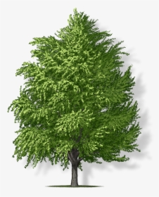 Transparent Ginkgo Tree Png - Redwood, Png Download, Free Download
