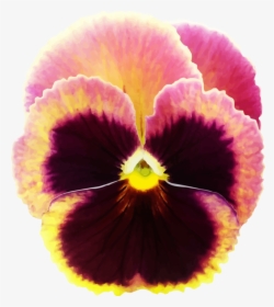 Transparent Pansy Png, Png Download, Free Download