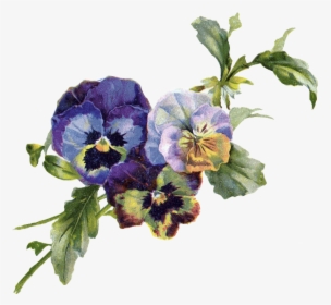 Pansy Vintage Flowers Png, Transparent Png, Free Download