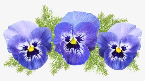 Flowers, Pansies, Blue, Fennel, Leaves, Cut Out - Pansy, HD Png Download, Free Download