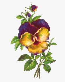 Digital Pansy Flower Image - Pansy, HD Png Download, Free Download