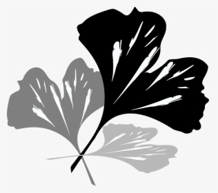 Ginko, Green, Plant, Nature, Flowers, Ginkgo Biloba - Ginkgo Blätter Schwarz Weiß, HD Png Download, Free Download