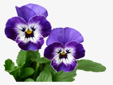 Pansy Purple Plant Free Picture - Pansy, HD Png Download, Free Download
