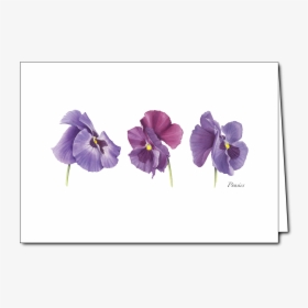 Viola, HD Png Download, Free Download