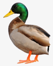 Duck Png Free Download - Mallard Duck No Background, Transparent Png, Free Download