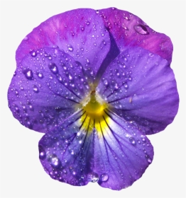 Pansy - Gif Png Purple Flower, Transparent Png, Free Download