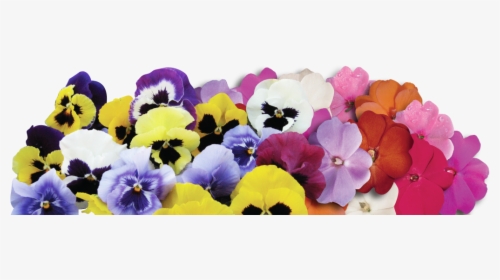 Pansy, HD Png Download, Free Download