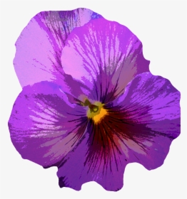 Pansy Blossom Bloom Free Picture - Flor Roxo E Amarelo Png, Transparent Png, Free Download