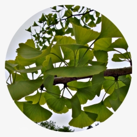 Ginkgo Tree Png, Transparent Png, Free Download