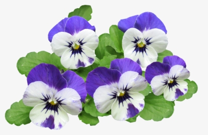 Pansy Flowers Summer Free Picture - Pansy, HD Png Download, Free Download