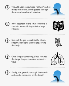 Hydrogen Breath Test, HD Png Download, Free Download