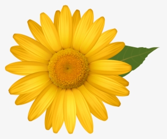 Yellow Daisies Clipground - Daisy Flower Clipart, HD Png Download, Free Download