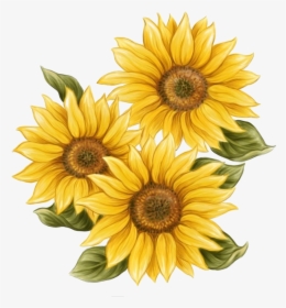 Watercolor Sunflower Png - Aesthetic Sunflower Drawing Easy, Transparent Png, Free Download
