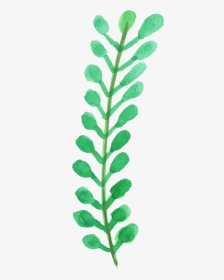 Watercolor Leaf Plant Png, Transparent Png, Free Download