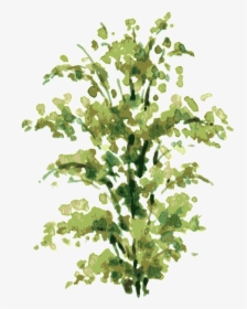 Transparent Bush Plant Png - Watercolor Shrub Png, Png Download, Free Download