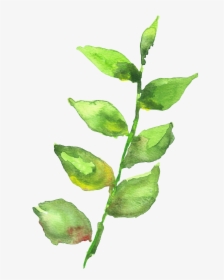 Watercolor Plant Png, Transparent Png, Free Download