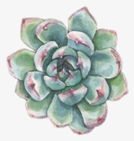 #art #watercolor #succulent #succulents #plant #plants - Watercolor Succulent Clip Art, HD Png Download, Free Download