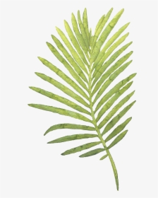 Watercolor Palm Leaves Png - Watercolor Palm Leaf Png, Transparent Png, Free Download