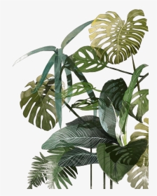 Leaf Botanical Illustration Watercolor Palm Tropics - Tropical Plant Watercolor Png, Transparent Png, Free Download