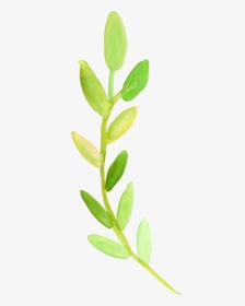 Watercolor Branch Png - Green Watercolor Flower Clipart, Transparent Png, Free Download