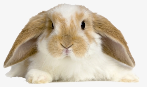 Bunnies Png Pic - Cute Rabbit On White Background, Transparent Png, Free Download