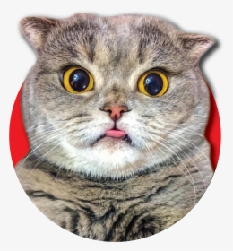 Domestic Short-haired Cat, HD Png Download, Free Download