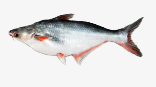 Snook Drawing Grouper - Pangas Fish, HD Png Download, Free Download