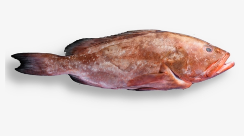 Whole Grouper - Gulf Flounder, HD Png Download, Free Download