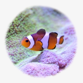 Clownfish - Coral Reef Fish, HD Png Download, Free Download
