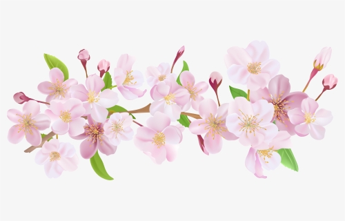 Cherry Blossom Flower Png Picture Download - Clipart Cherry Blossoms Png, Transparent Png, Free Download