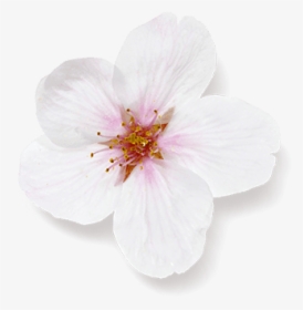 Hibiscus, HD Png Download, Free Download