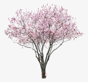 Free Cherry Blossom Aesthetic Download 20 Png Transparent - Cherry Blossom Tree Png, Png Download, Free Download