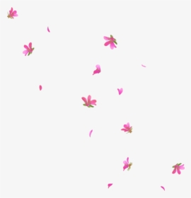 Transparent Sakura Petals Png - Transparent Flower Rain Png, Png Download, Free Download