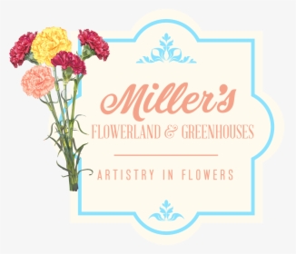 Alliance, Oh Florist - Garden Roses, HD Png Download, Free Download