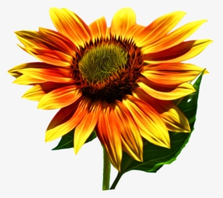 Sunflower, Flower, Fall, Nature, Bright, Plant - Girassol Png, Transparent Png, Free Download